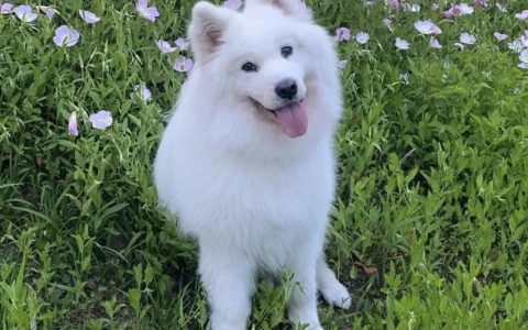 网友票选“最帅的八种狗”，你最喜欢哪个品种？