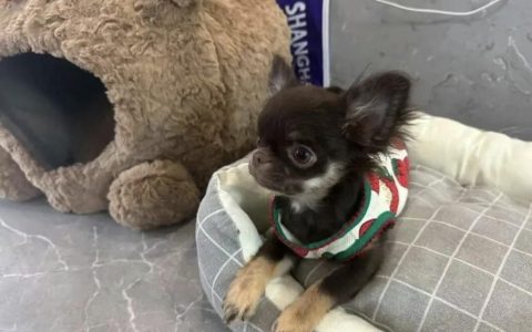 哪些品种的狗狗攻击性弱？（公认“攻击性弱” 的8种狗狗）