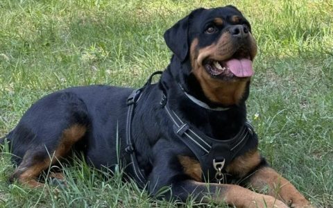 非常记仇的8种狗：一旦你惹它，就会报复你！