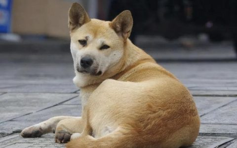 养狗首选这8种狗狗，不仅便宜，还好养
