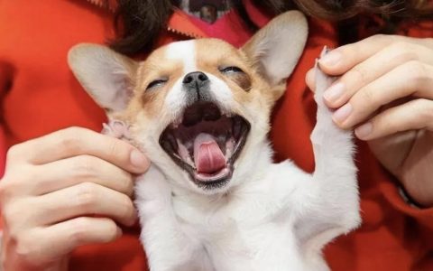 狗狗“狂犬病”的6个表现，一旦发现，立即远离