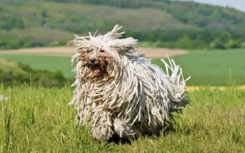 公认长得最丑的10种狗狗，最后那只也太吓人了