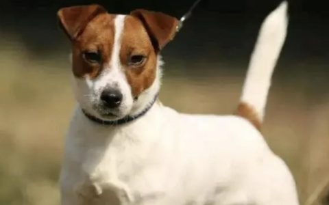 15个长不大的狗狗品种，又便宜又好养！