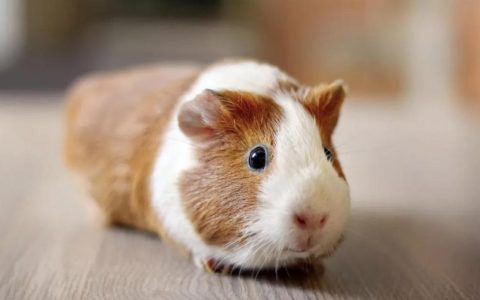 荷兰猪是荷兰的猪吗？（荷兰猪品种介绍）