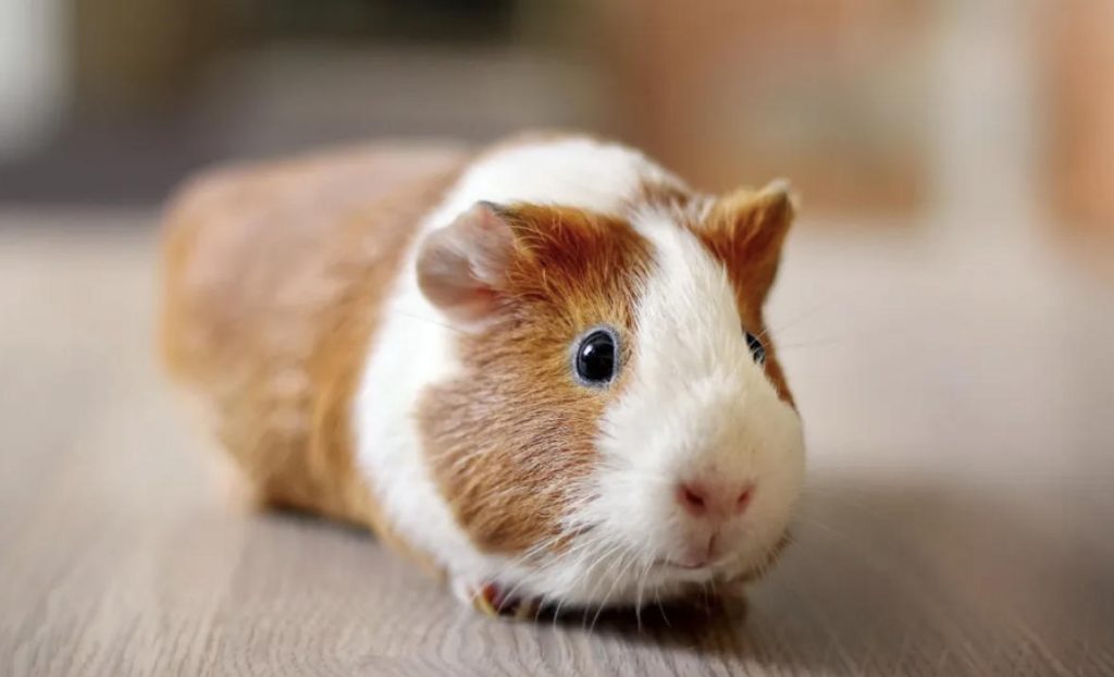 荷兰猪是荷兰的猪吗?(荷兰猪品种介绍)