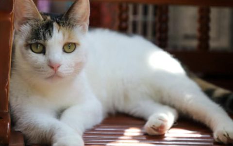 宠物保健品消费者都有哪些需求？