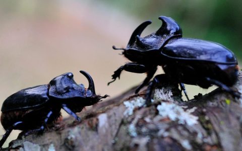蒙瘤犀金龟是什么？（蒙瘤犀金龟品种介绍）