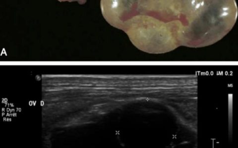 荷兰猪/天竺鼠/豚鼠的生殖相关疾病有哪些？