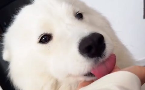 狗狗的口水到底脏不脏？狗舔人真的很脏吗？