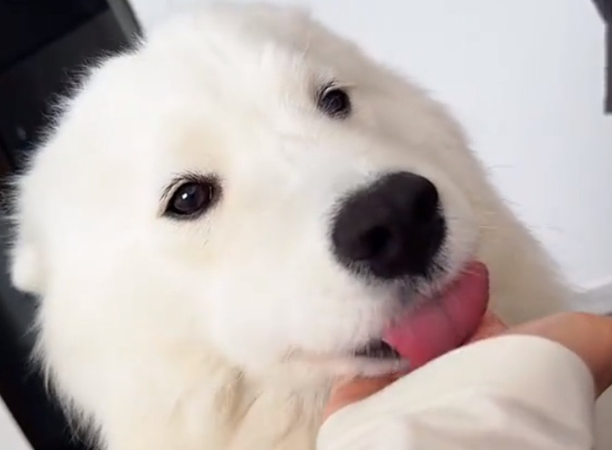 狗狗的口水到底脏不脏？狗舔人真的很脏吗？