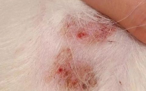 狗狗不同原因引起的皮肤病的诊断