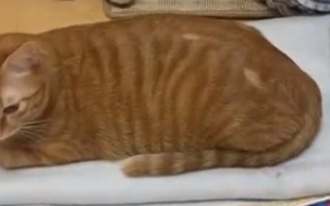 猫咪身上毛发突然掉了一块怎么办？