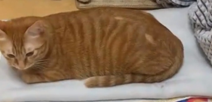 猫咪身上毛发突然掉了一块怎么办？