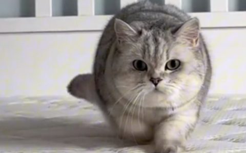 猫咪为什么会挑食呢？猫咪挑食的原因有哪些