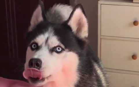 为什么很多人都说不建议新手养二哈？