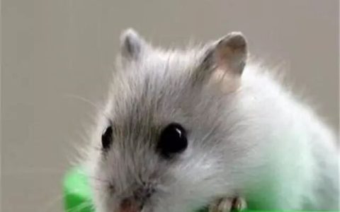 盘点最受欢迎的五大仓鼠，布丁仓鼠位列榜首！