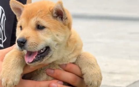 新手养宠必看！选错第一只宠物，悔恨的不只是你