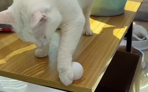 猫咪经常扒拉东西，家里东西掉一地怎么办？