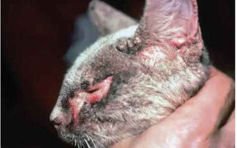 怎么判定猫咪得了螨虫皮肤病？（猫咪螨虫皮肤病症状图）