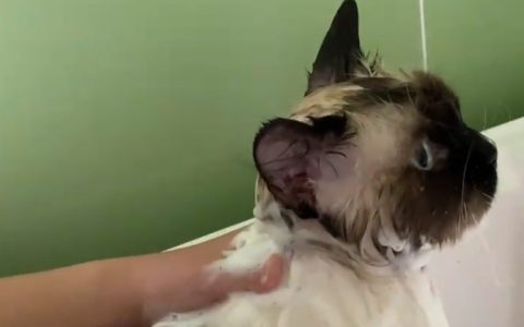 冬天怎么让猫咪乖乖洗澡？