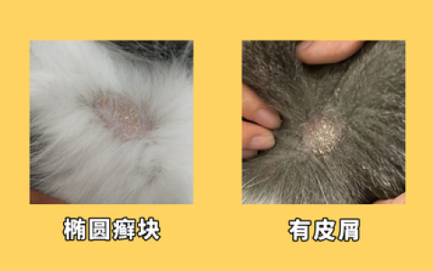 猫咪得了猫癣吃什么口服药好？