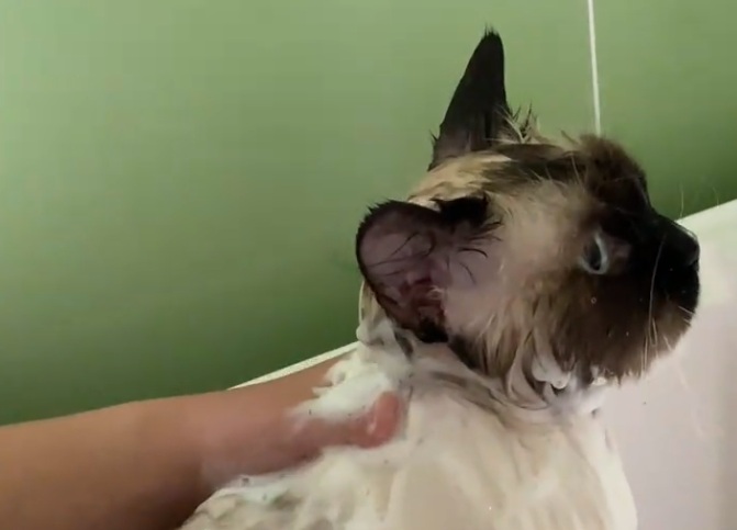 冬天怎么让猫咪乖乖洗澡？