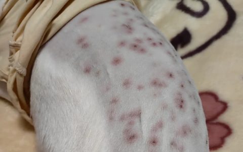 狗狗有皮肤病身上发臭有异味是什么原因？