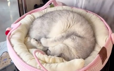 猫咪过冬有哪些注意事项呢？