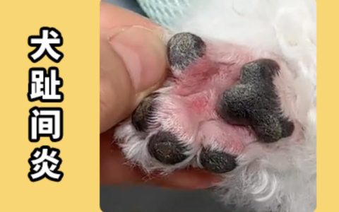 狗狗脚缝长脓包还肿了该怎么办？