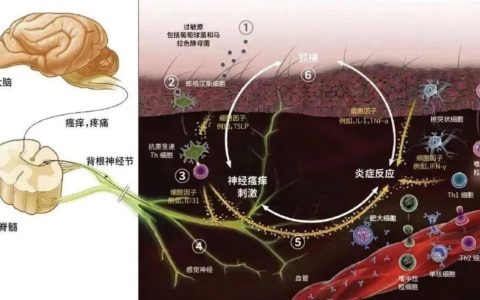 狗狗眼睛周围掉毛是怎么回事？