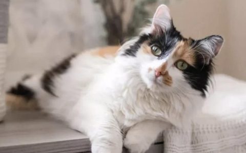 为什么三花猫是猫咪眼中的顶级大美人？有什么依据吗？