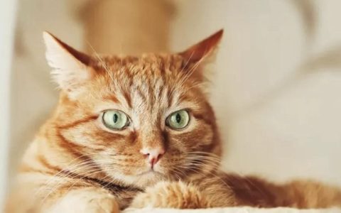 橘猫为什么广受欢迎？成为“猫界顶流”呢？