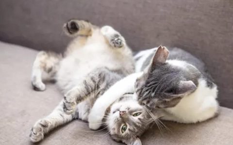 为什么猫咪打架喜欢拍对方的脸？