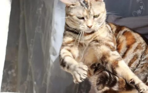 为什么猫咪喜欢追自己的尾巴咬？