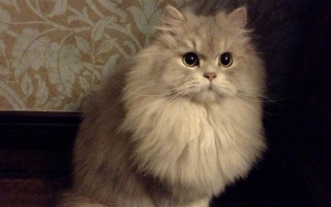 养什么猫好？养猫我选金吉拉，问就是乖巧又可爱