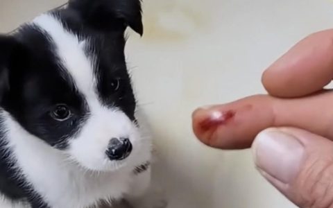 被狗狗爪子和牙齿划破皮需要打狂犬疫苗吗？