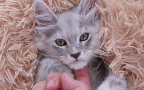 怎么样培养出一只情绪稳定的猫咪？