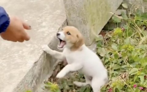 狗狗受到惊吓怎么办？（如何防止狗狗受到惊吓？）