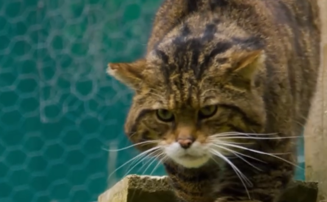 猫咪信任度测试：这六种表现说明它还没完全接纳你