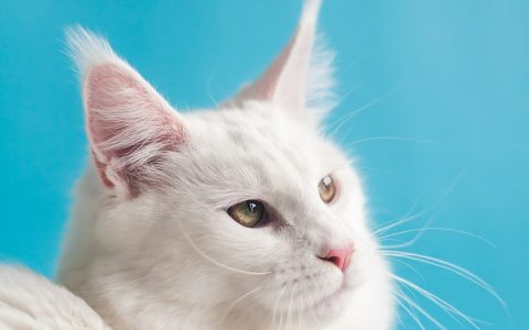 美国短毛猫5款经典花色盘点：银虎斑、起司、鱼骨纹你最爱哪款