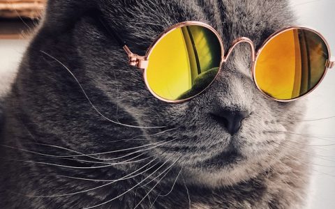 猫咪吐毛球正常吗？什么时候该重视、怎么预防，一次说清