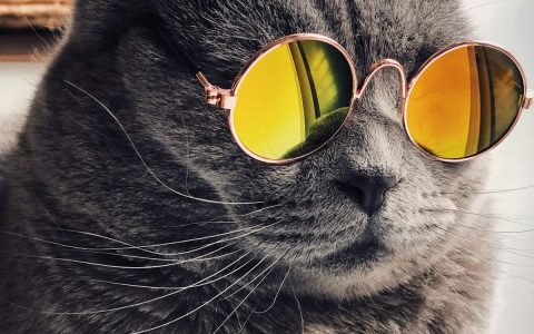 出门走亲戚猫咪怎么办？这几点做好了，它能安心等你回来