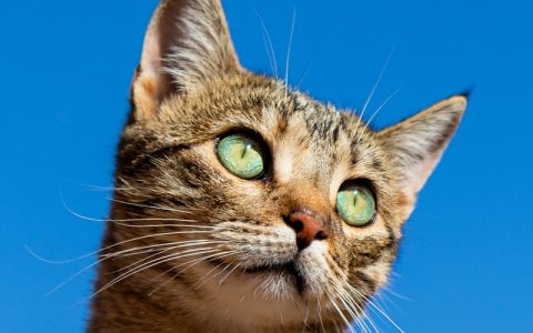 猫咪夏天掉毛严重怎么办？5个实用方法帮你减少猫毛满天飞