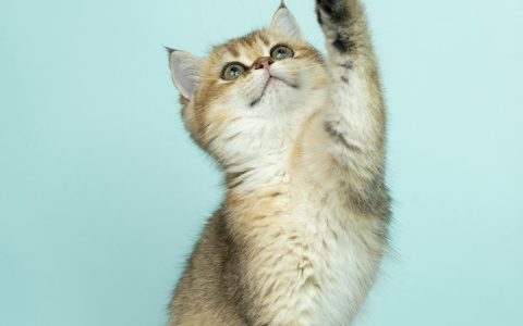 新手养猫避坑指南：从选猫到日常护理，这些错误千万别犯