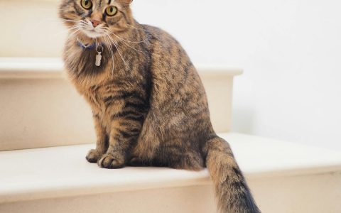 猫咪养不熟的6个表现：看看你家猫是不是"白眼狼"