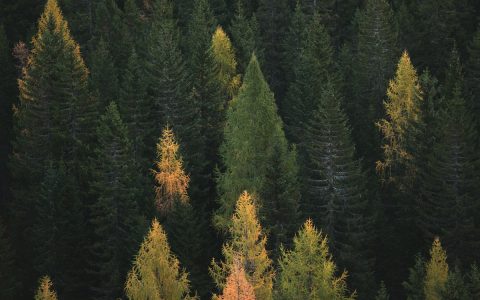 金鱼和热带鱼能一起养吗？4个原因告诉你为什么不行