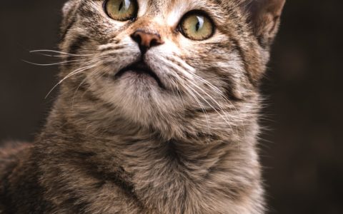 让猫咪健康长寿的8个好习惯，每一条都不难，但很多人没做到