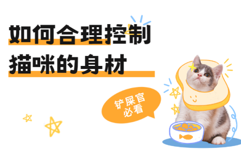 猫咪体重管理全攻略：太瘦太胖都有问题，科学控制才健康