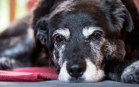 狗狗生命末期的六个信号：读懂它，好好告别