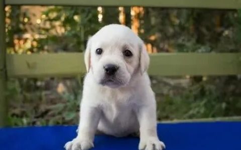 拉布拉多饲养全攻略：从幼犬到成年的养护要点